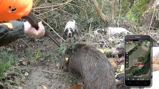 Grande CACCIATA al CINGHIALE  ANLC amp CampC HUNTING  WILD BOAR HUNTING [upl. by Marbut]