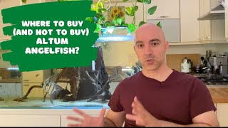 Where to buy and not to buy true Altum Angelfish Pterophyllum altum [upl. by Esele]