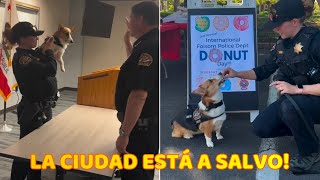 Corgi se Une a Departamento de Policía solo para Comer Rosquillas [upl. by Ayom]