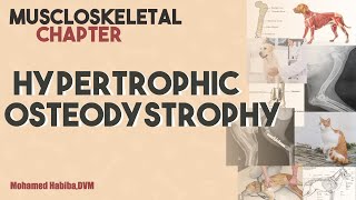 Hypertrophic osteodystrophy HOD lectuure 2 [upl. by Aneloc]