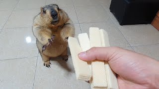 marmot gets to chew sponge cake for the first time [upl. by Heimlich]