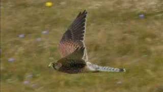 The Kestrel [upl. by Pappano]