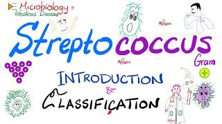 Streptococci  Introduction and Classification Group A Group B Group D  Microbiology 🧫 [upl. by Atinuj]