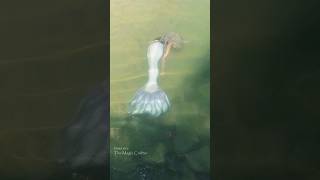 LIVE MERMAID PERFORMANCE IN A RIVER Northern Michigan Mermaid [upl. by Brewster283]