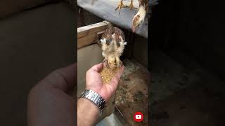 Tetra aseel feeding at handpakistan viralvideo like follow [upl. by Htevi508]