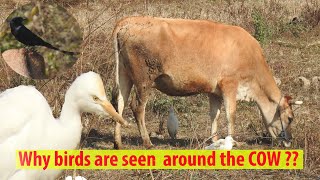 Commensalism between Cattle egrets AND cattle [upl. by Gerfen]