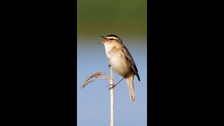 Sedge Warbler Singing shorts [upl. by Danialah]