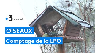 Comptage bisannuel des oiseaux par la LPO [upl. by Ydde]