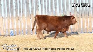 Davidson Gelbvieh Bull Lot DVE 137L sells Friday March 1 2024 [upl. by Nirag]