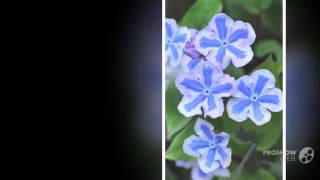 Omphalodes  garden plants [upl. by Narhet]