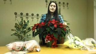 How To Care For Poinsettia Plants [upl. by Erdreid]