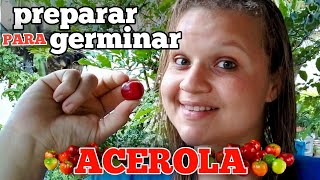 Germinando ACEROLA como você NUNCA viu  Como preparar SEMENTE de ACEROLA para o PLANTIO [upl. by Alleul]