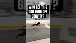 Who let the 4th dog turn off gravity [upl. by Rollo678]