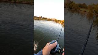 Potomac River Striped Bass Fishing fishing riverfishing catchingbass topwaterfishing [upl. by Player]