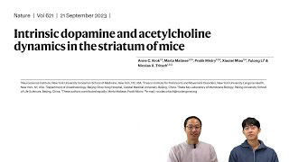 뇌과학 리뷰 quot뇌리quot Intrinsic dopamine and acetylcholine dynamics in the striatum of mice [upl. by Yelsna]