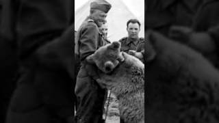 Wojtek  the bear that went to war shorts ww2 poland [upl. by Tann113]