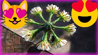 🌸Cactus San Pedro Flor ✿Echinopsis Pachanoi Flores ✿Trichocereus Pachanoi Flower Suculenta florece✿😻 [upl. by Ritz170]