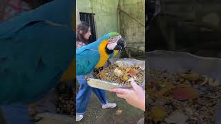 Feeding Macaws  Araras Canindé [upl. by Furnary532]