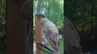 Female House Finch Relaxing at the Feeder [upl. by Mathis]