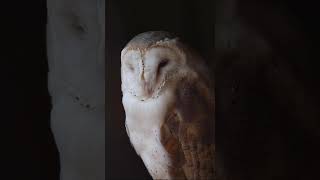 British Barn Owl [upl. by Casilde]