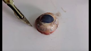 Eye Dissection GCSE A Level Biology NEET Practical Skills [upl. by Arihas86]