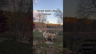 Street beefs dog edition streetbeefs dogs siblings [upl. by Catlin273]