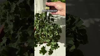 I prune geraniums before winter using the max 20 method [upl. by Adlin]