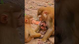 Wonderful baby monkey drinking milk his mother look so lovely [upl. by Atelra215]