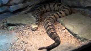 Canebrake Rattlesnake Jaws Open to Reveal FANGS Reptile Lagoon South of the Border [upl. by Lladnik853]