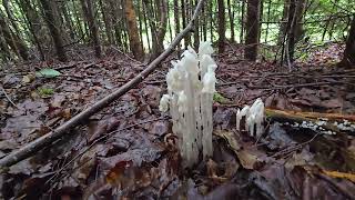 Unique NonPhotosynthetic plant Ghost or Indian Pipe Monotropa uniflora🌸 Cape Split hike trail🪨🏔 [upl. by Eico331]