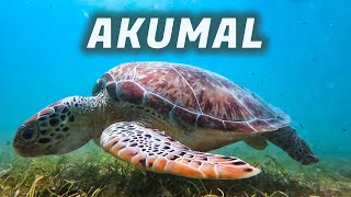 Snorkeling with turtles in Akumal Mexico  travel guide 2023 [upl. by Driskill]