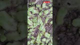 Riccia Habitat  Liverwort plantscience4u [upl. by Adelric171]