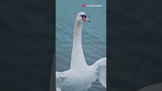 FACT  Swans animals wildanimalfacts [upl. by Azilef300]