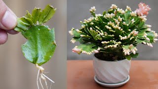 Tips For Propagating Cactus By Cuttings Simple And Effective [upl. by Eleon167]