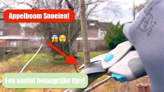 Zelf een appelboom snoeien Ontdek de 5 stappen om jouw fruitboom te snoeien  De Moesketier [upl. by Ahsenre]