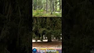 Taiga forest  boreal forest  nature  nature lover [upl. by Macy933]