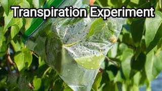 Leaf Transpiration Experiment  Evapotranspiration [upl. by Wylde]