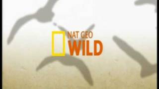 Nat Geo Wild ident 2008 to Present  Closedown and Tiger ident [upl. by Robertson]