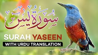 Surah Yasin  Yaseen  with Urdu Translation  Quran Tilawat Beautiful Voice  Hindi Tarjuma [upl. by Berlauda]