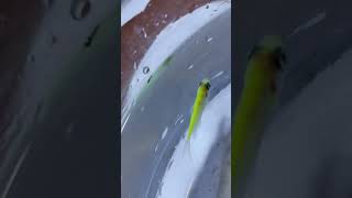 Feeding Mosquito Larvae to Fish Watch the Action 🐟 [upl. by Lerraf]