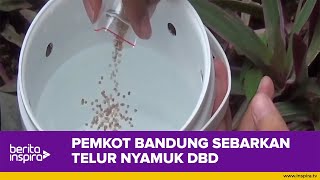 PEMKOT BANDUNG SEBARKAN TELUR NYAMUK DBD [upl. by Price621]