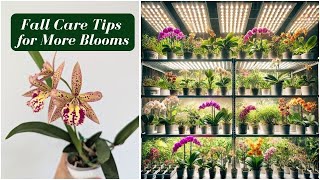 Top Tips For Growing Orchids Indoors in the Fall The Ultimate Care Guide 🌸 [upl. by Evvy712]