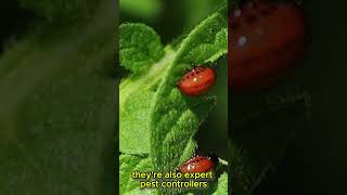 Meet the Ladybug Your Garden’s Friendly Entrepreneur [upl. by Ennavoj]