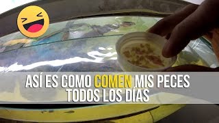 COMO DARLE DE COMER A LOS PECES CORRECTAMENTE  ACUARIOS DE TEHUACÁN [upl. by Danforth535]