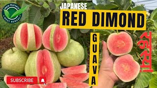 Japanese Red Diamond Guava  Is Guava Farming Profitable In India [upl. by Nedla]