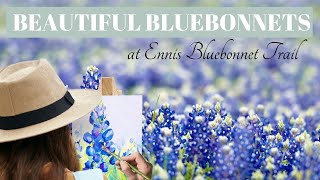 The Most Beautiful Ennis Bluebonnet Trail  Painting Bluebonnets [upl. by Gonzalo804]