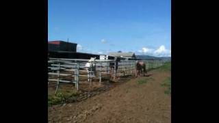 Geldings playing communicating and showing dominance  Rick Gore Horsemanship [upl. by Na]