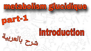 Part1  metabolism glucidique  introduction  درس الميتابوليزم بالعربية [upl. by Batsheva]