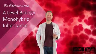 Monohybrid Inheritance  A Level Biology [upl. by Ibbie]