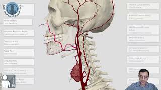 External Carotid Artery [upl. by Airb]